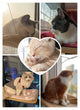 Load image into Gallery viewer, Window Mount Hanging Pet Hammock Bed - [sDonut Plush Pet Large, Small, Dog Cat Bed Fluffy Soft Warm Calming Bed Sleeping Kennel Nest 03 - 06hop_name]
