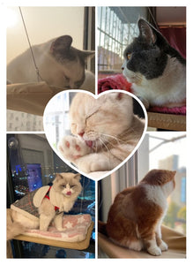 Window Mount Hanging Pet Hammock Bed - [sDonut Plush Pet Large, Small, Dog Cat Bed Fluffy Soft Warm Calming Bed Sleeping Kennel Nest 03 - 06hop_name]